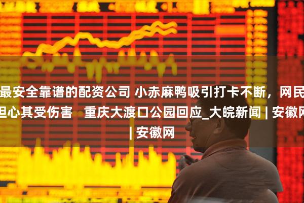 最安全靠谱的配资公司 小赤麻鸭吸引打卡不断，网民担心其受伤害   重庆大渡口公园回应_大皖新闻 | 安徽网